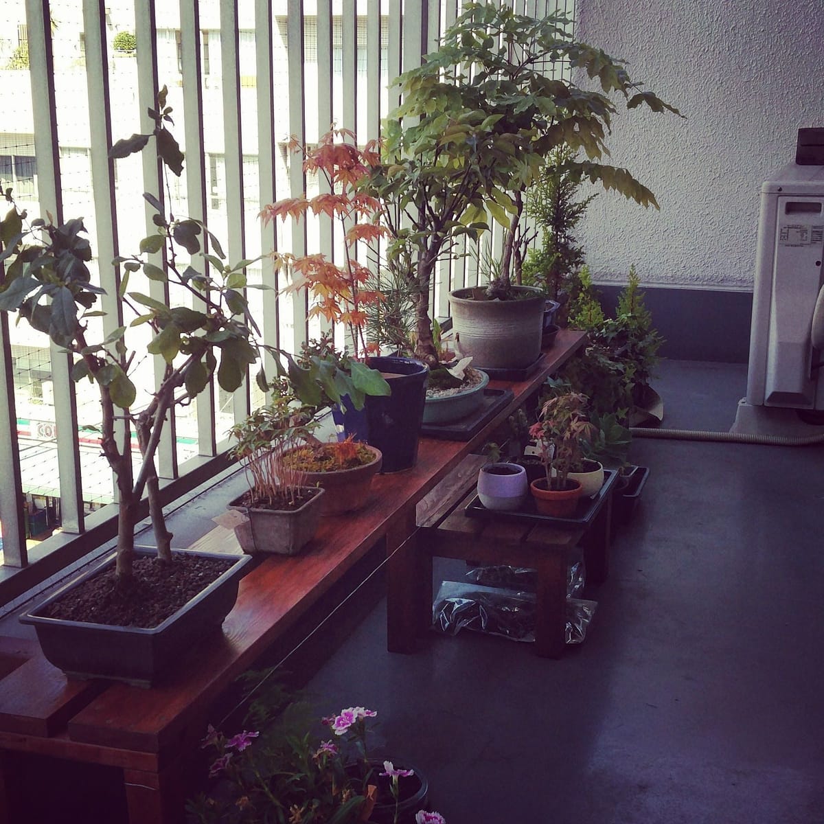 Un balcon d'immeuble couvert d'arbres en pots sur des bancs en bois : érables, pins et jeunes plants