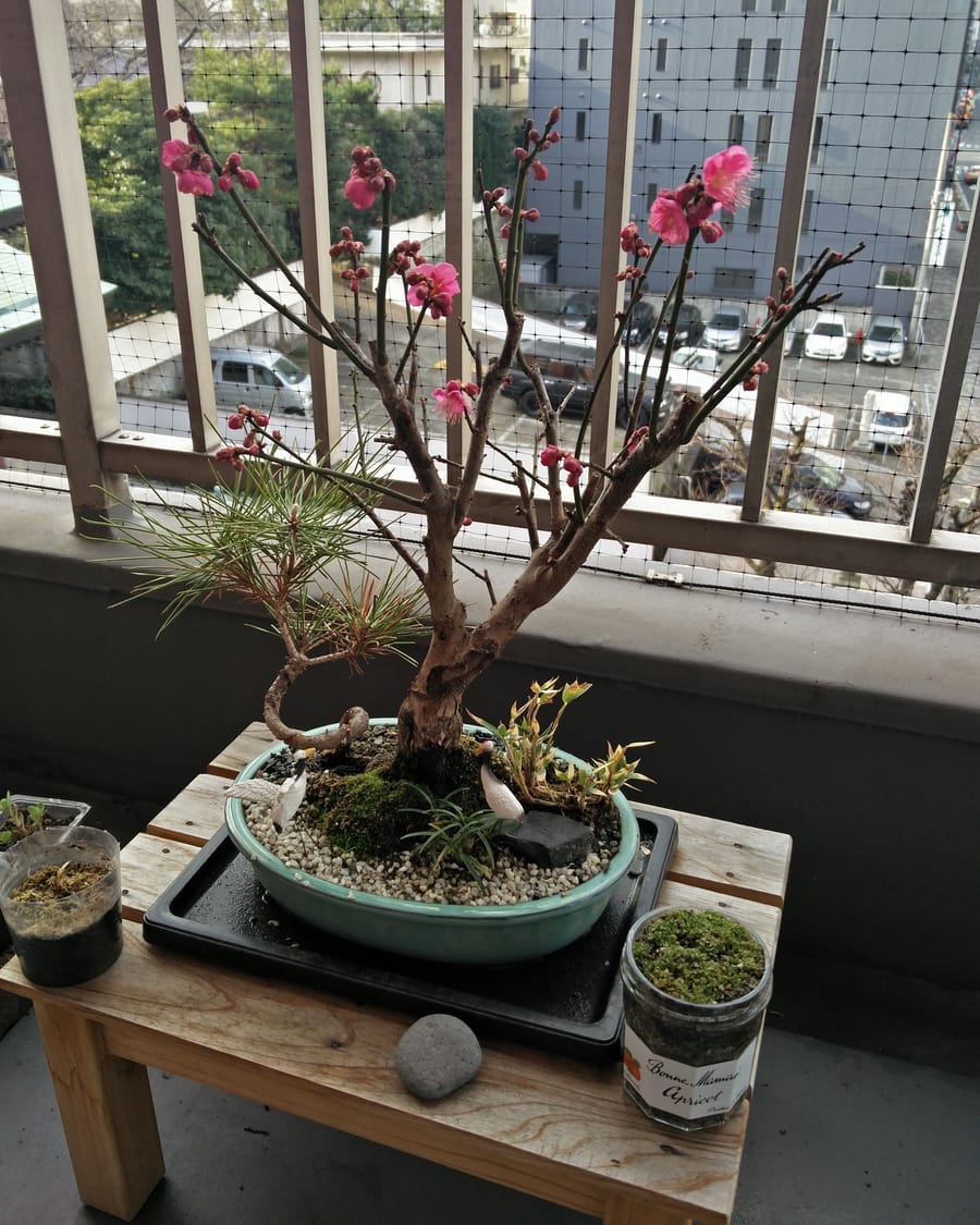Une composition de nouvel an en pot : un prunus en fleurs roses, un petit pin et des herbes, avec deux figurines de grues, sur un balcon au Japon