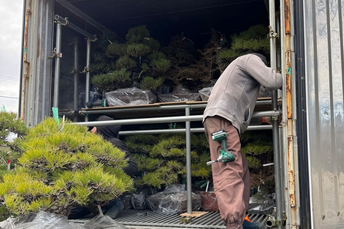 Conteneur ouvert : des pins sur des racks, à l'arrivée du Japon
