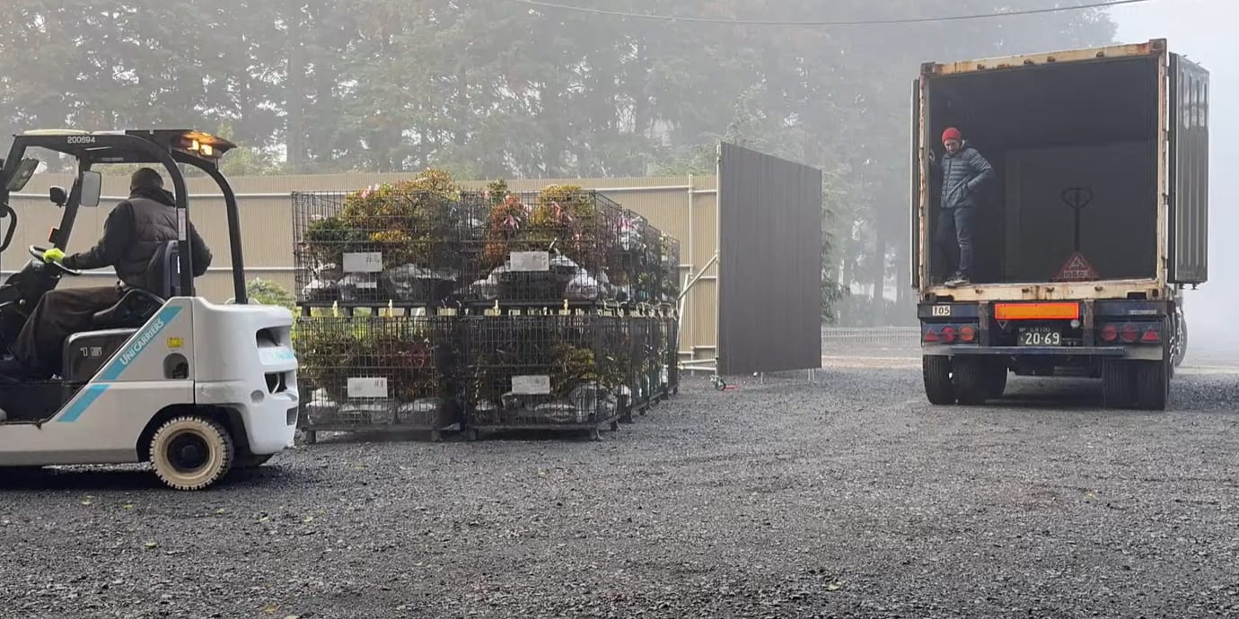 Bonsaïs en caisses chargés dans un conteneur pour l'export depuis le Japon