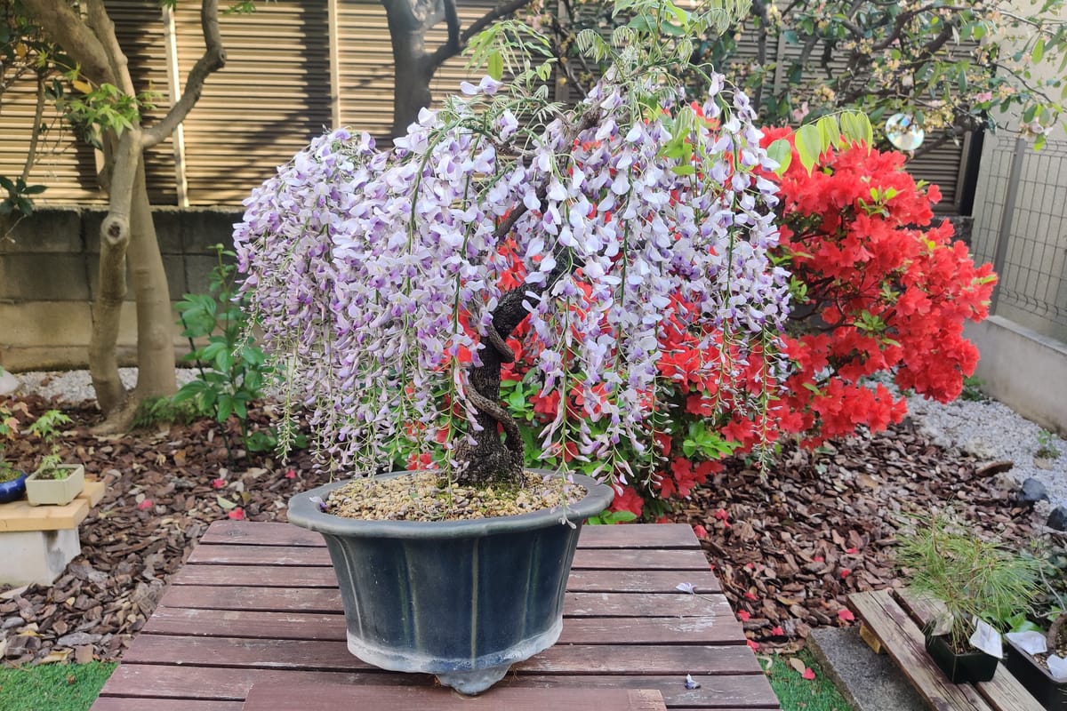 La glycine en bonsaï d'Adrien Pichon en pleine floraison, ses grappes mauves retombant au-dessus d'un pot bleu, dans son jardin