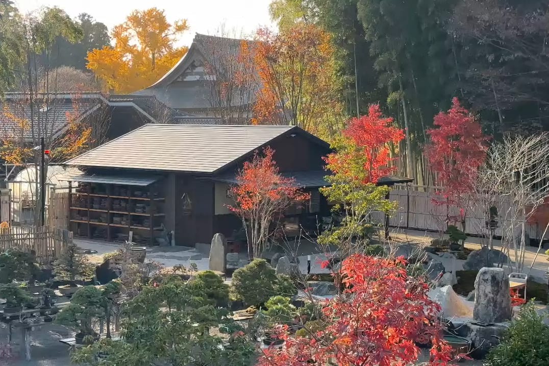 Le jardin Tree House Bonsai en automne : érables rouges, feuillages dorés et bonsaïs devant un bâtiment en bois, au pied d'une forêt de bambous