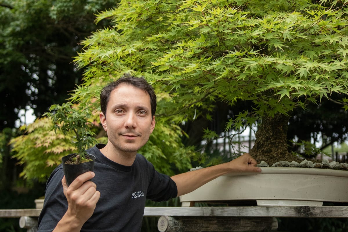 Adrien Pichon compare un jeune érable et un érable de collection au Japon
