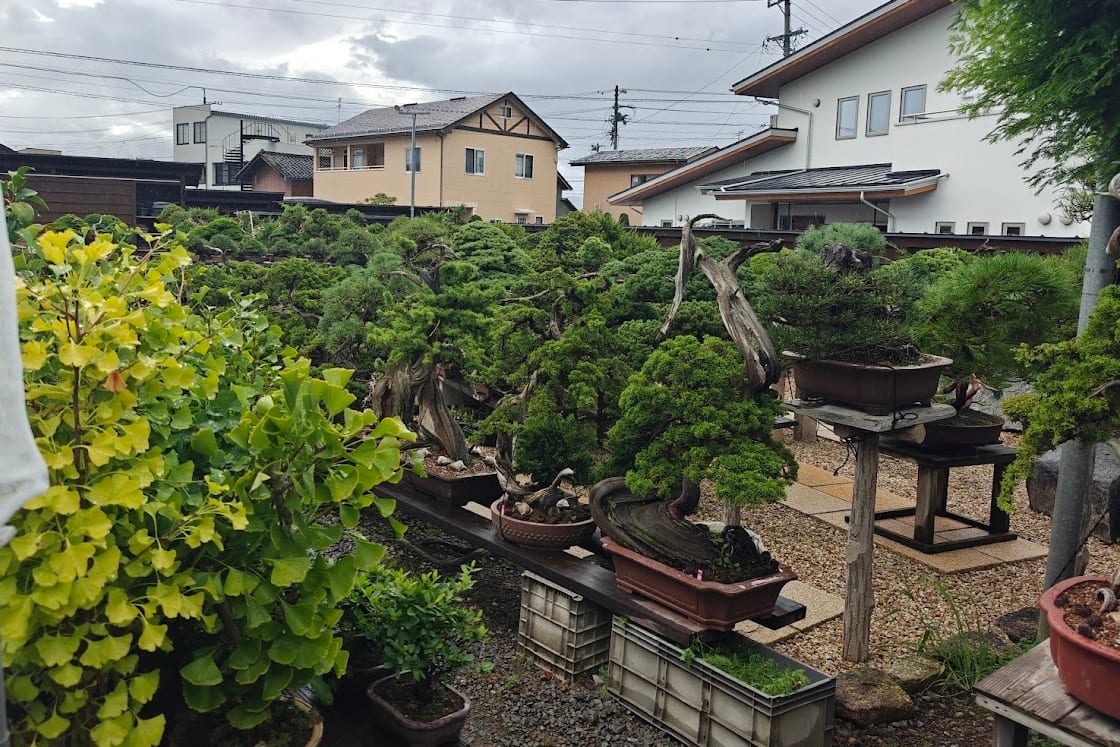 Rangées de bonsaïs dans une pépinière privée japonaise